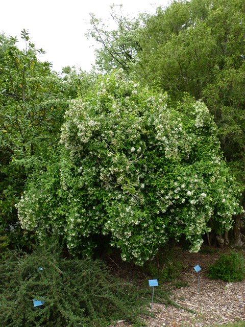 Abelia triflora